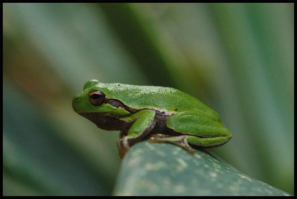 laubfrosch